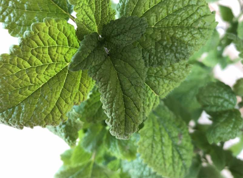 Quels sont les effets de la mélisse sur la thyroïde ?